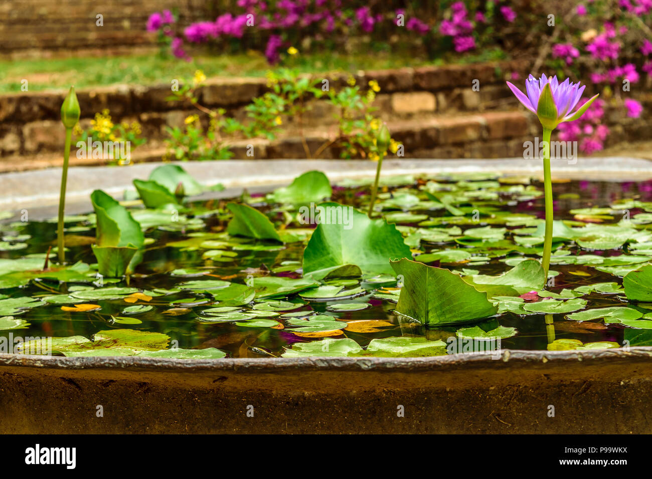 Single purple/violet water lily growing in a pond in Montego Bay