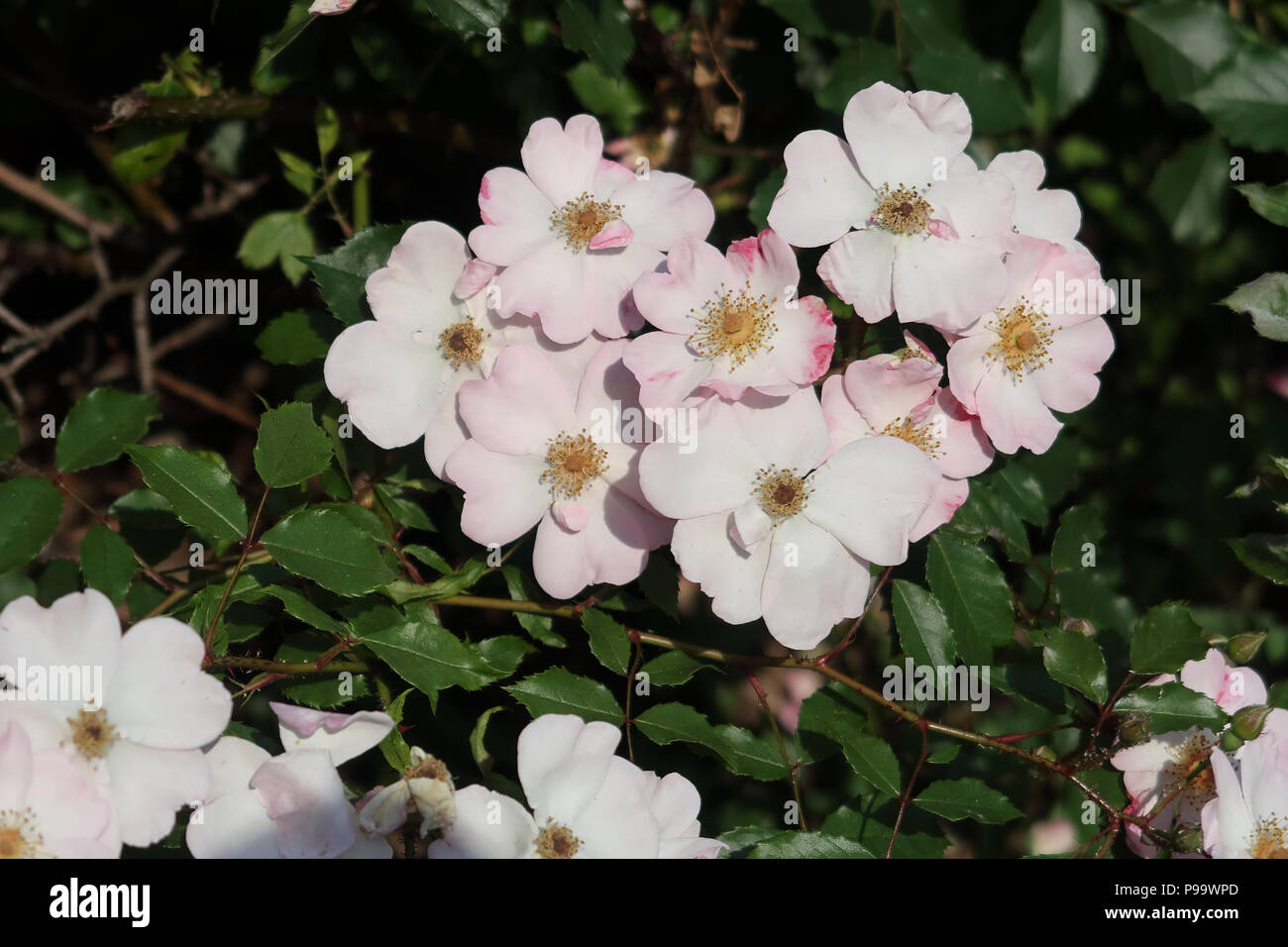 A small bunch of beautiful pink and white wild roses Stock Photo