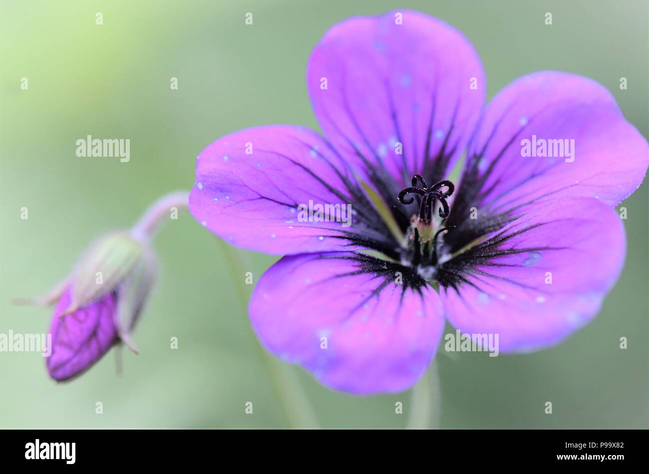 Geranium sanguineum magenta pink purple flower and bud bloom with blurry background Stock Photo