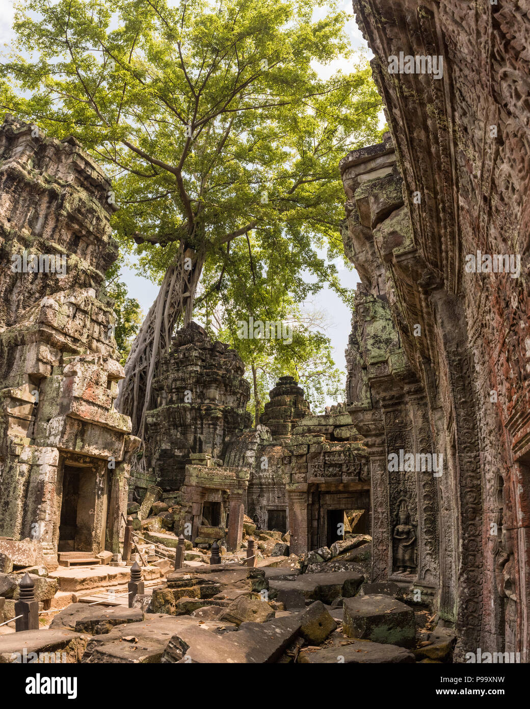 Giant tree and roots in temple Ta Prom Angkor wat Stock Photo