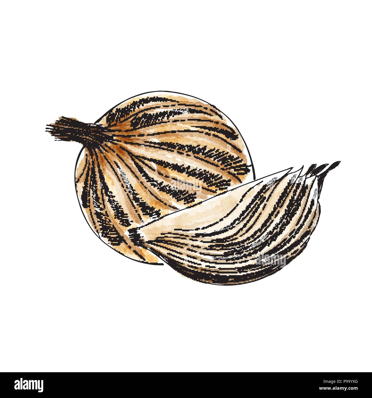 Watercolor onion Stock Vector Images - Alamy
