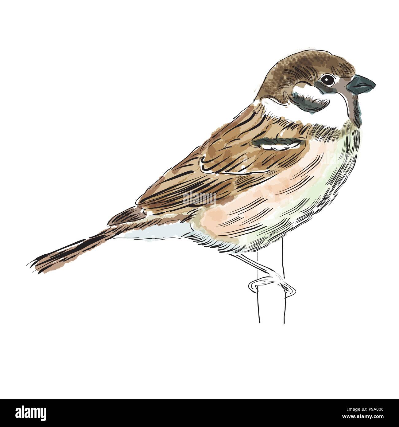 Hand drawn watercolor bird isolated on white background, vector format ...