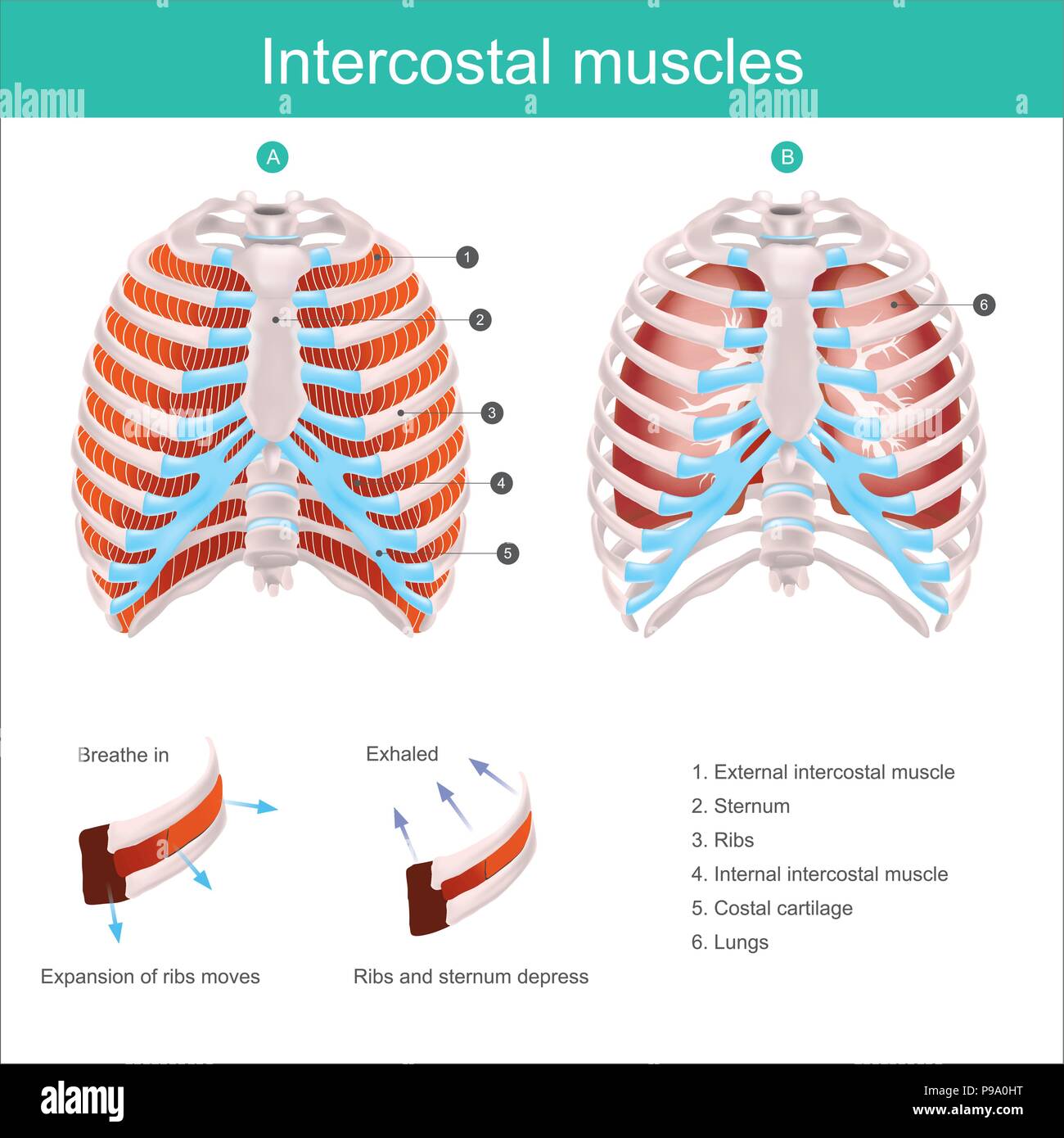 The Thoracic Cage. The thoracic cage is made up of bones and cartilage along, It consists of the 12 pairs of ribs with their costal cartilages and the Stock Vector