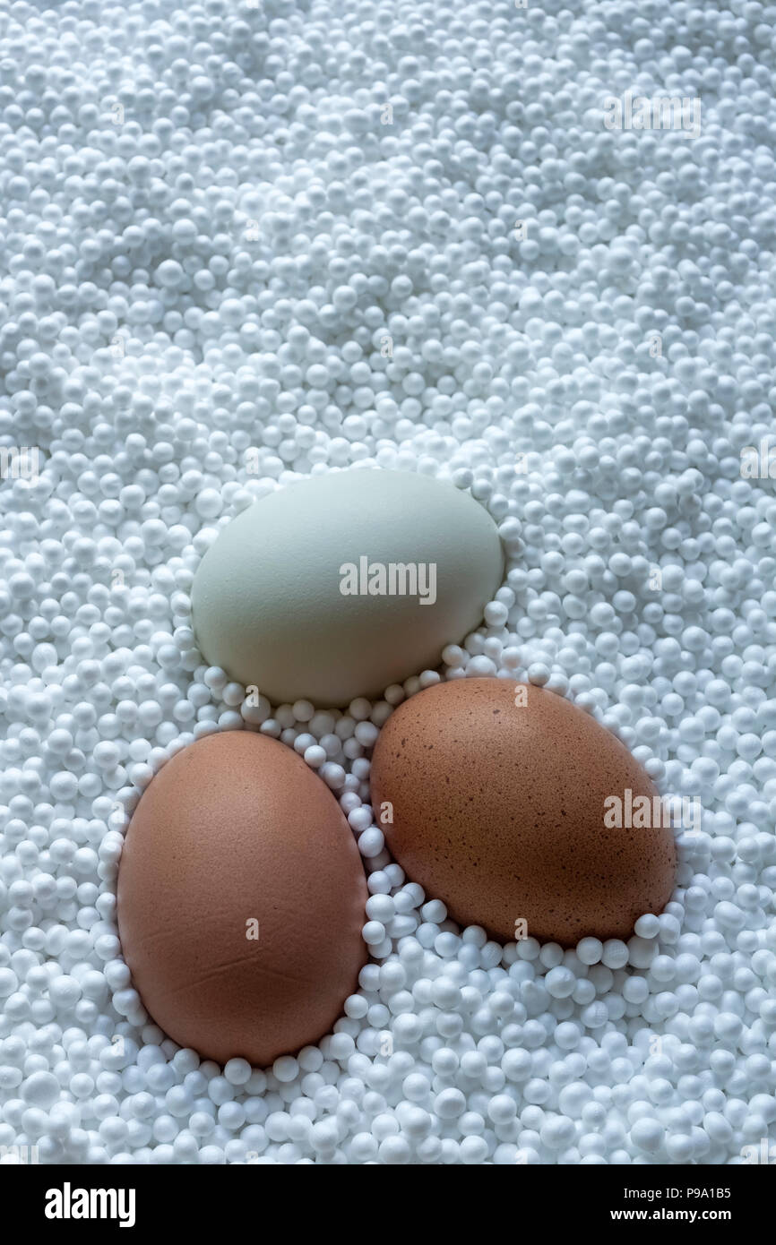 Three chicken eggs in polystyrene balls. Stock Photo