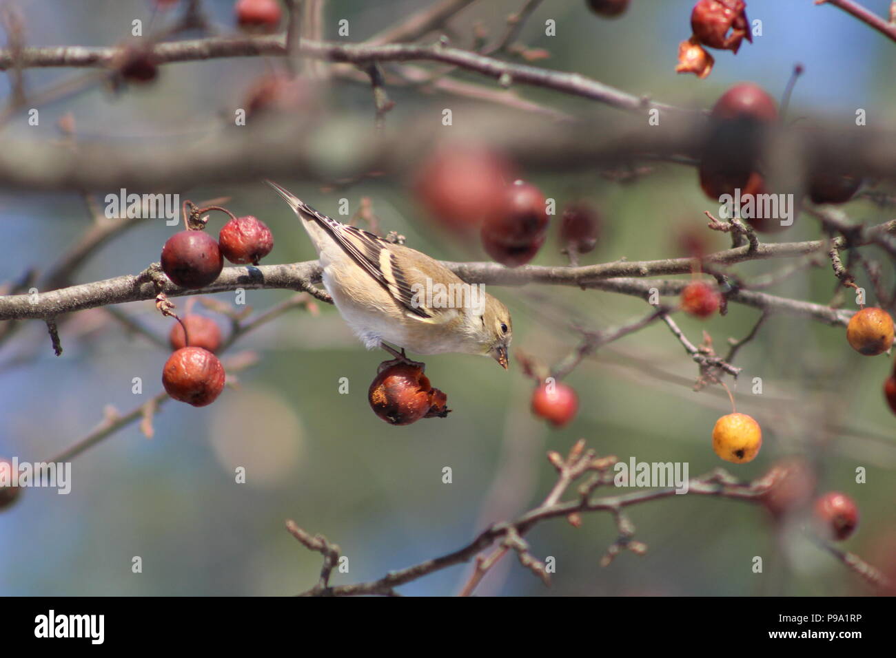 Female american goldfinch eating berries in winter hi-res stock