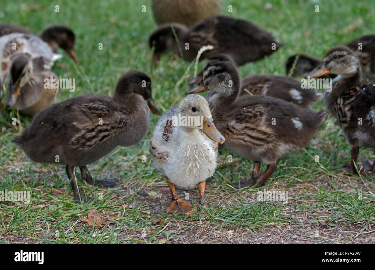 Mallard Ducklings (anas platyrhynchos) Stock Photo