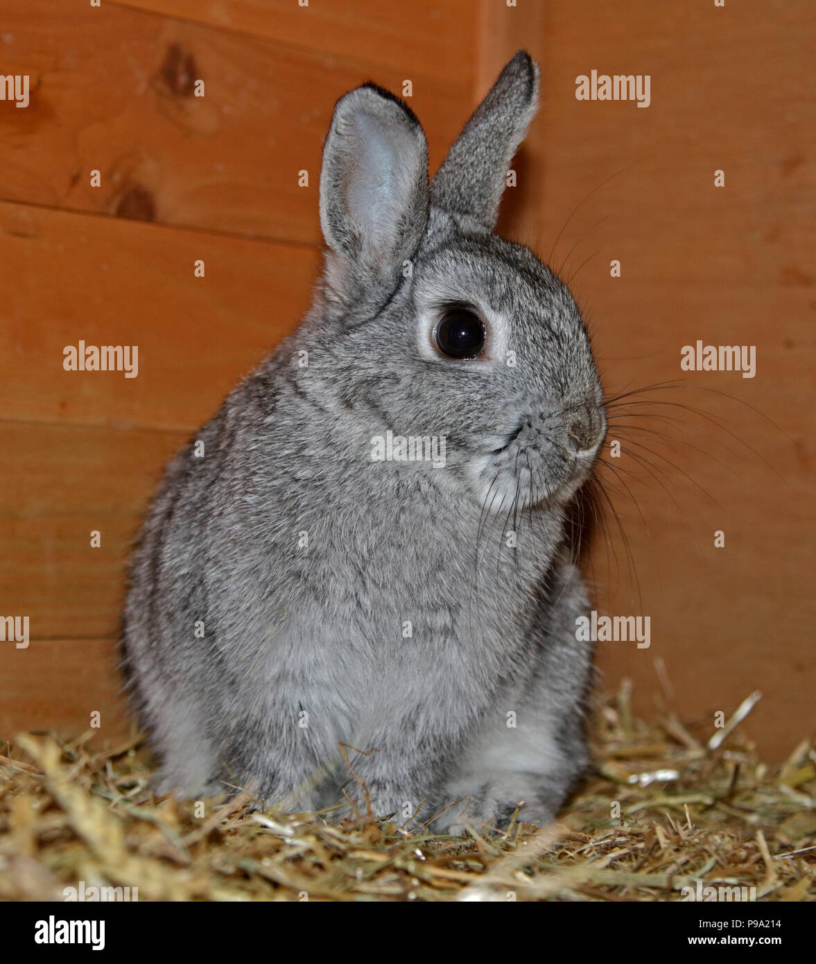 dwarf chinchilla