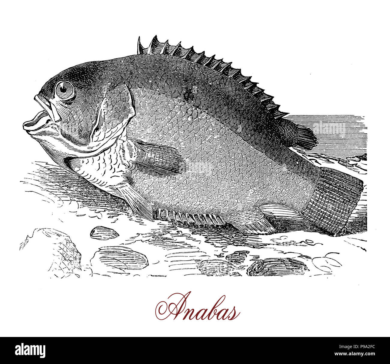 Vintage engraving of anabas, fish native to south and East Asia, carnivorous, can live out of water breathing air oxygen for extended periods of time. Stock Photo