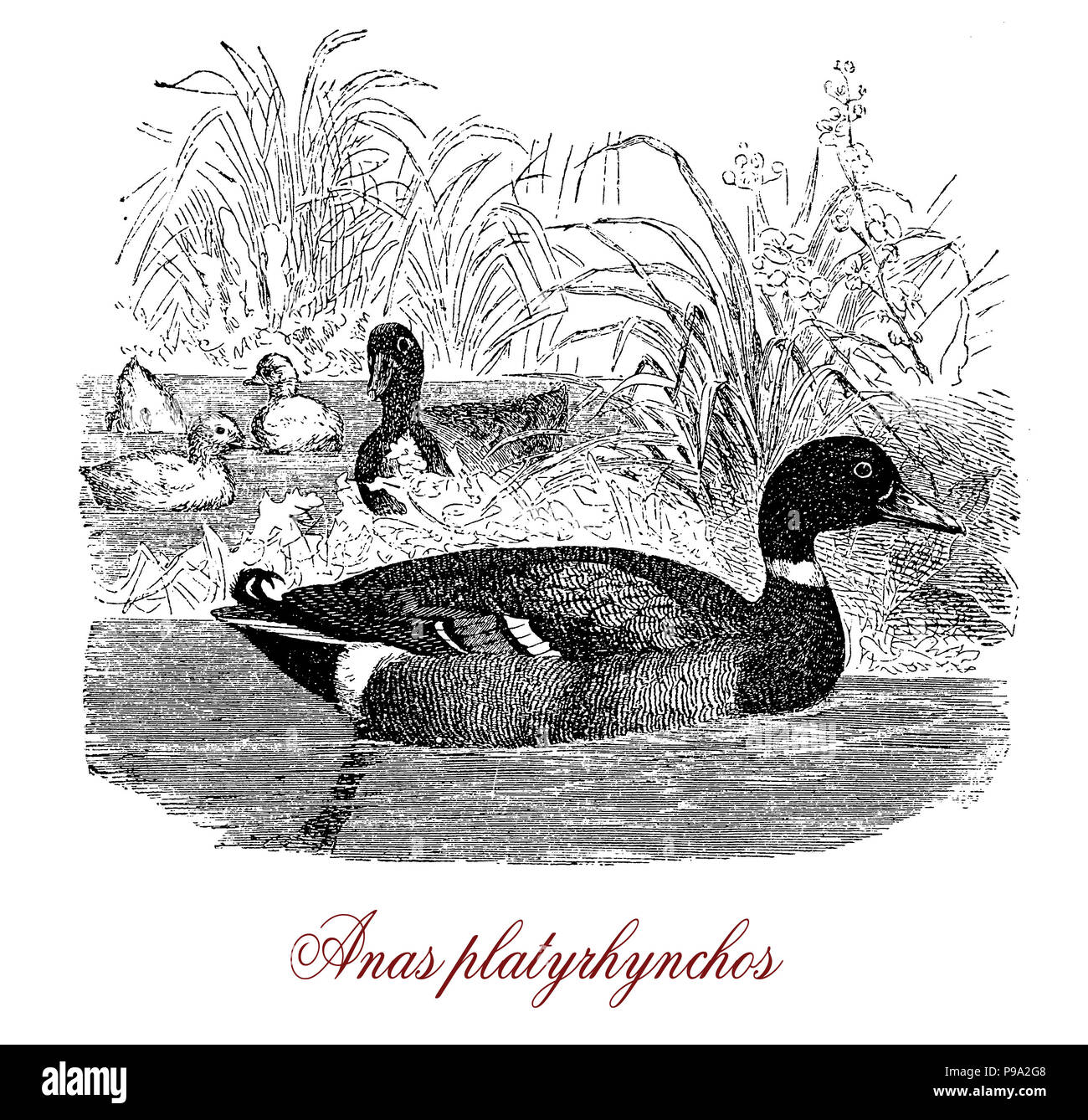 Vintage Engraving Of Mallard Very Adaptable Duck Living In