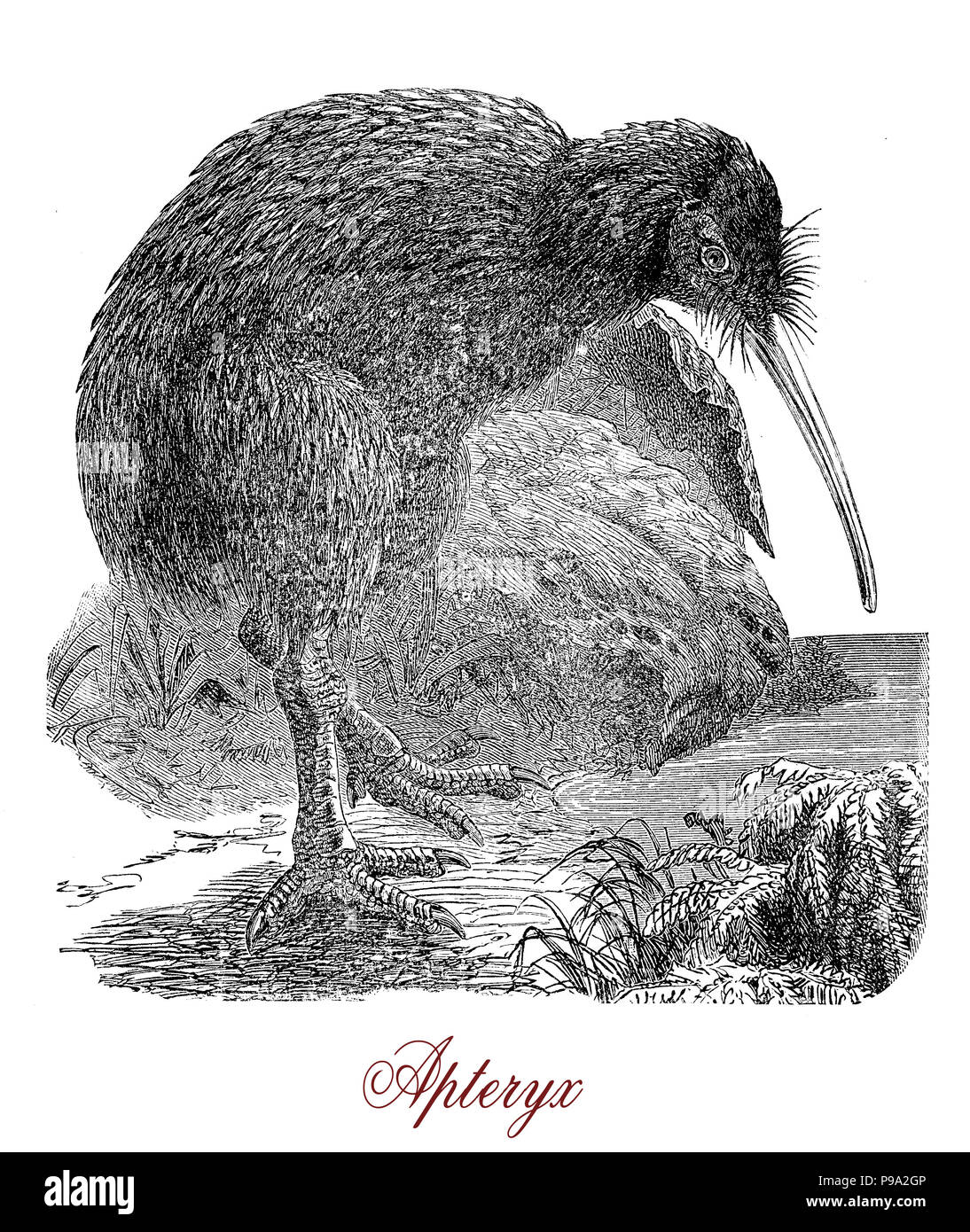 Vintage engraving of Kiwi or Apterix australis, flightless birds native to New Zealand. The greek-derived name means 'wingless'. Stock Photo