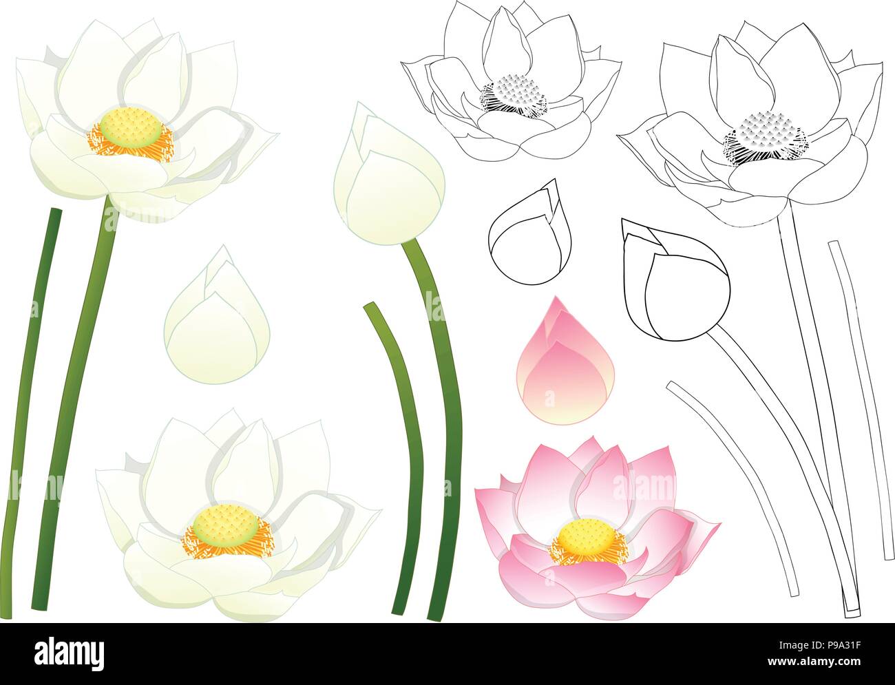 Nelumbo nucifera - Indian lotus, sacred lotus, bean of India, Egyptian bean. National flower of India and Vietnam. Vector Illustration. isolated on Wh Stock Vector