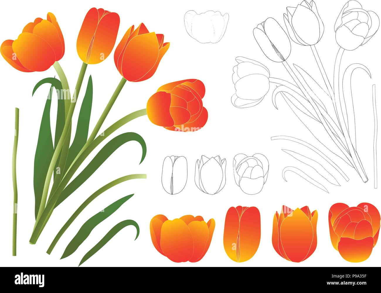 Orange Bouquet Tulip. Vector Illustration. Isolated on White Background. Stock Vector