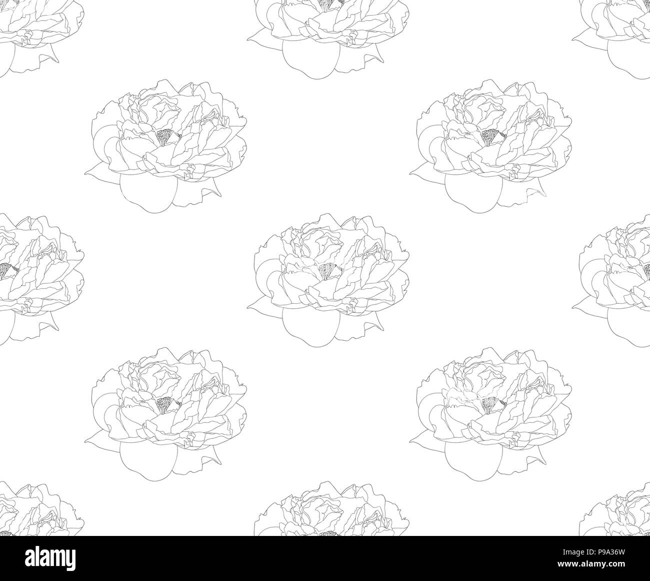 Peony on White Background. Vector Illustration Stock Vector Image & Art ...