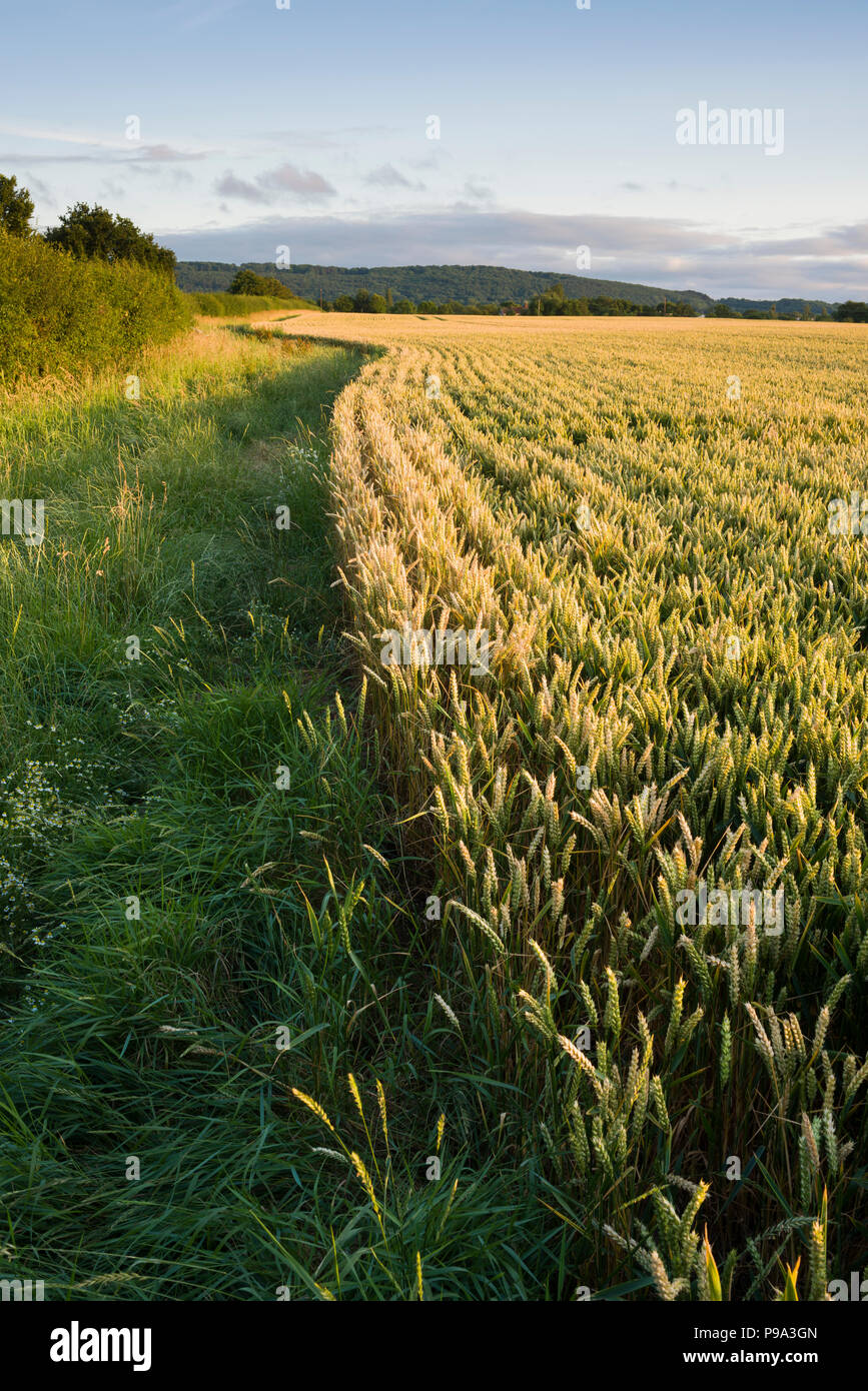 A wheat field in summer in Somerset, England. Stock Photo