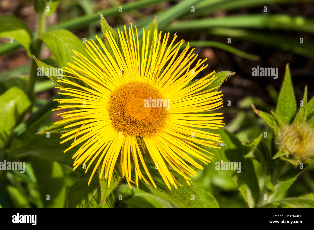 Inula Magnifica flower. Stock Photo