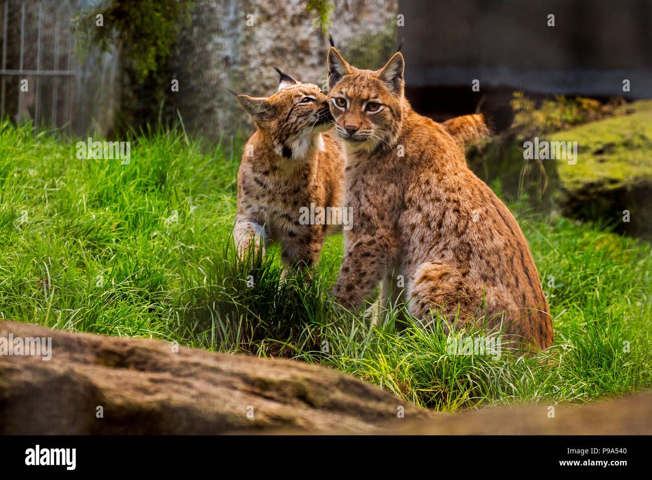 Mother and female cub Carpathian Lynx at Newquay Zoo Stock Photo