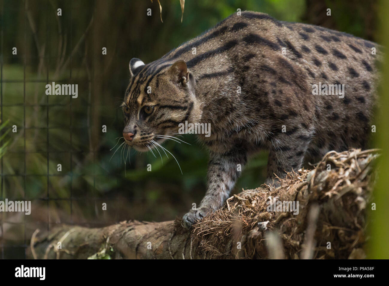 Rare Fishing Cat at Newquay Zoo Stock Photo Alamy