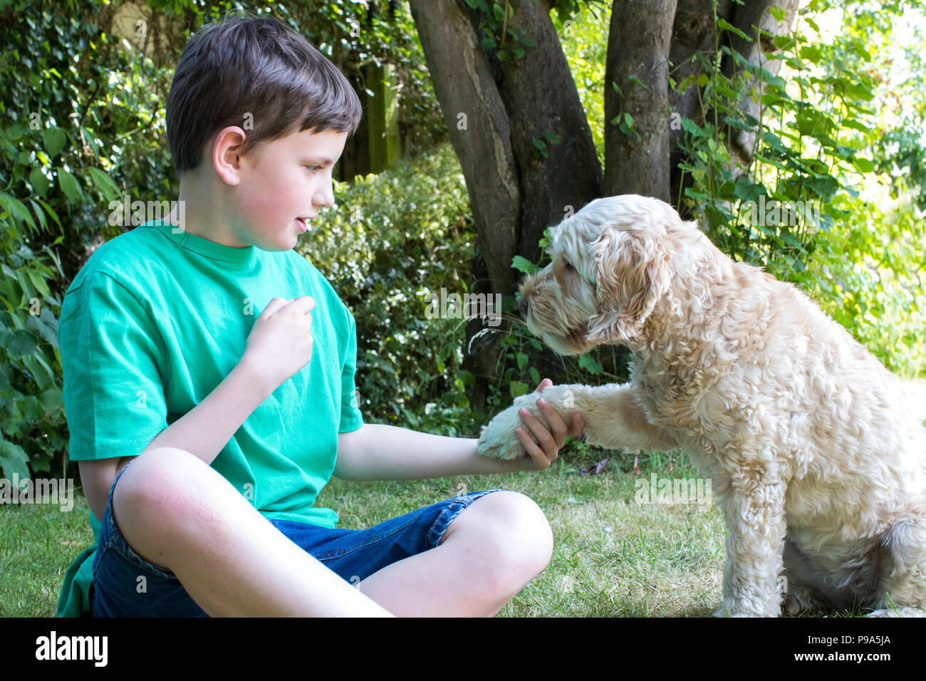 Boy Teaching Pet Dog Tricks In Garden At Home Stock Photo