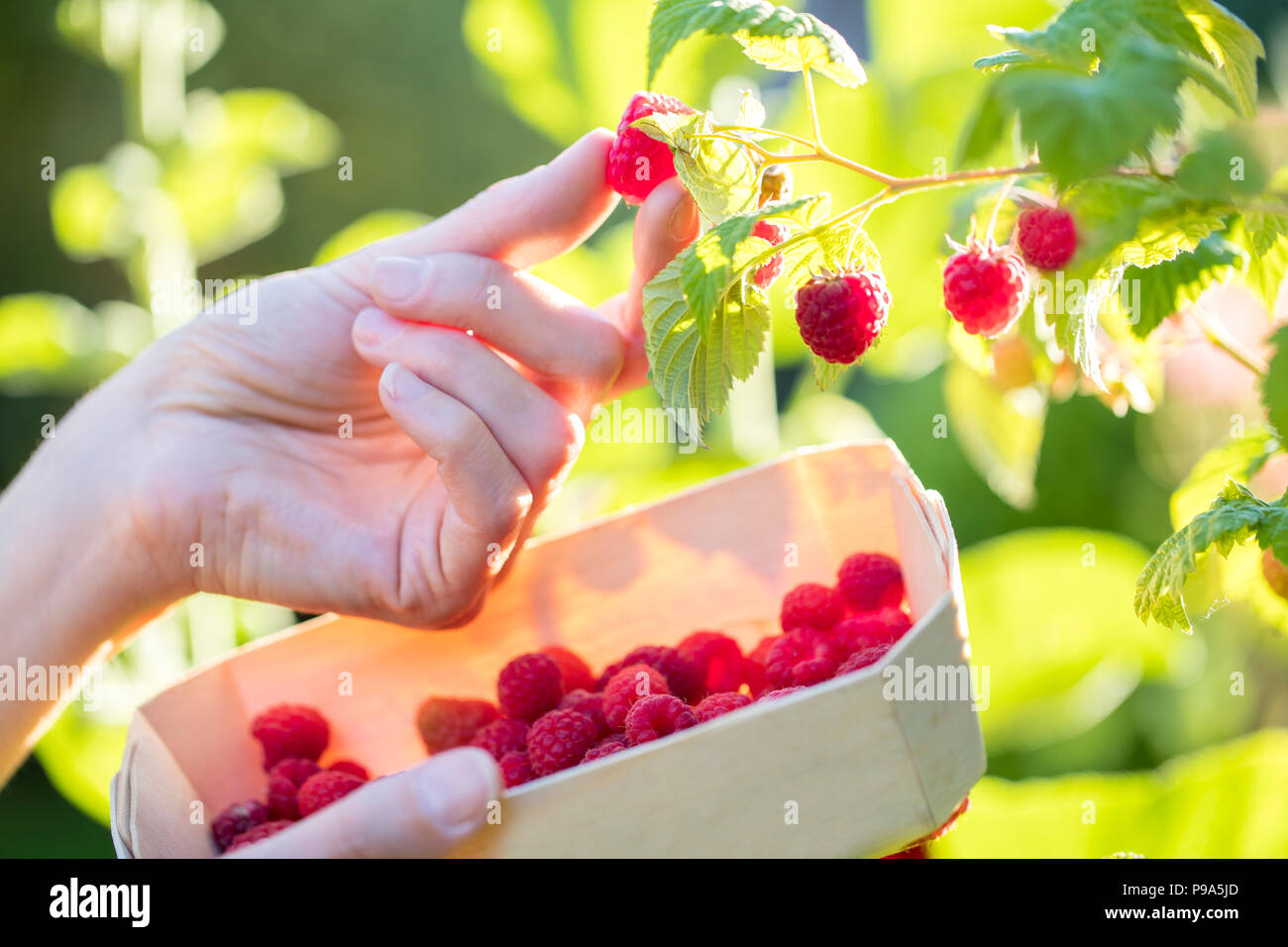 Growing raspberries hires stock photography and images Alamy