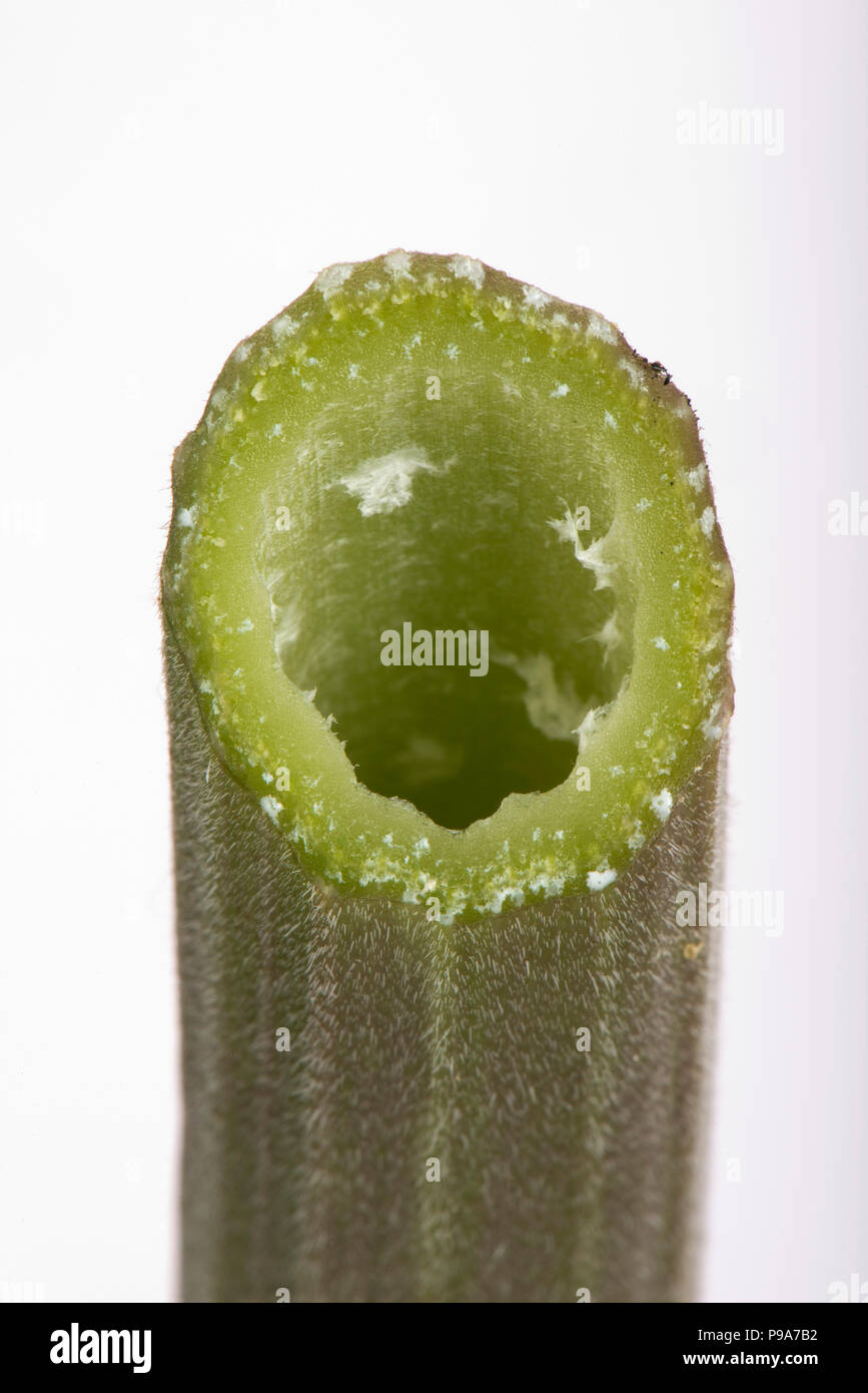 Cow parsley, Anthriscus sylvestris, section through hollow ridged smooth-haired stem, June, Berkshire Stock Photo