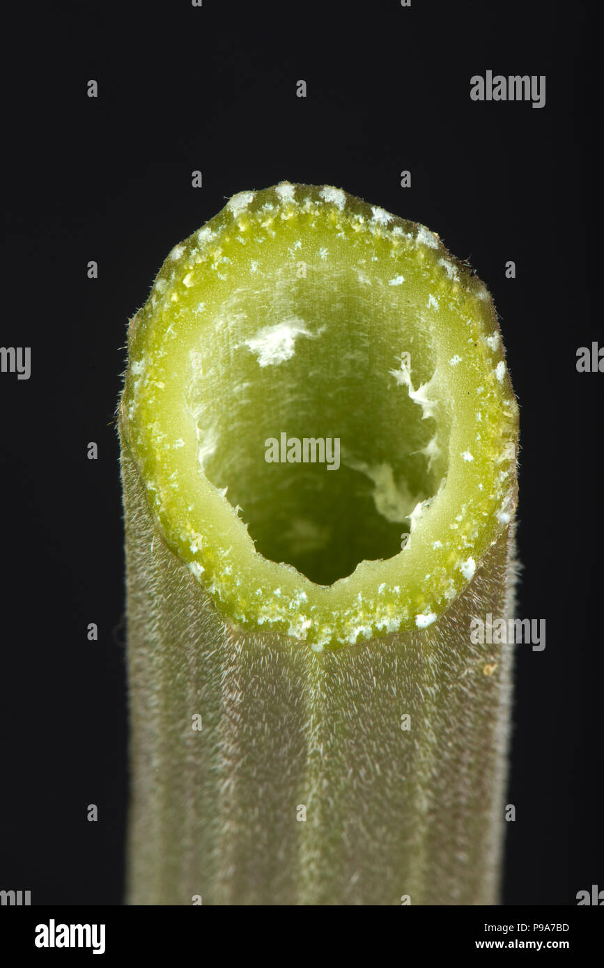Cow parsley, Anthriscus sylvestris, section through hollow ridged smooth-haired stem, June, Berkshire Stock Photo