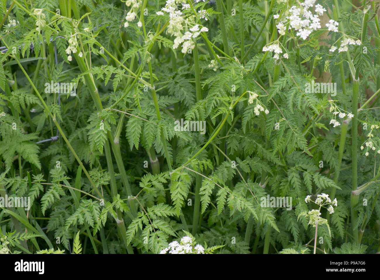 Cow parsley, Anthriscus sylvestris, foliage, green, fern-like, leaves on roadside verge, Berkshire, May Stock Photo