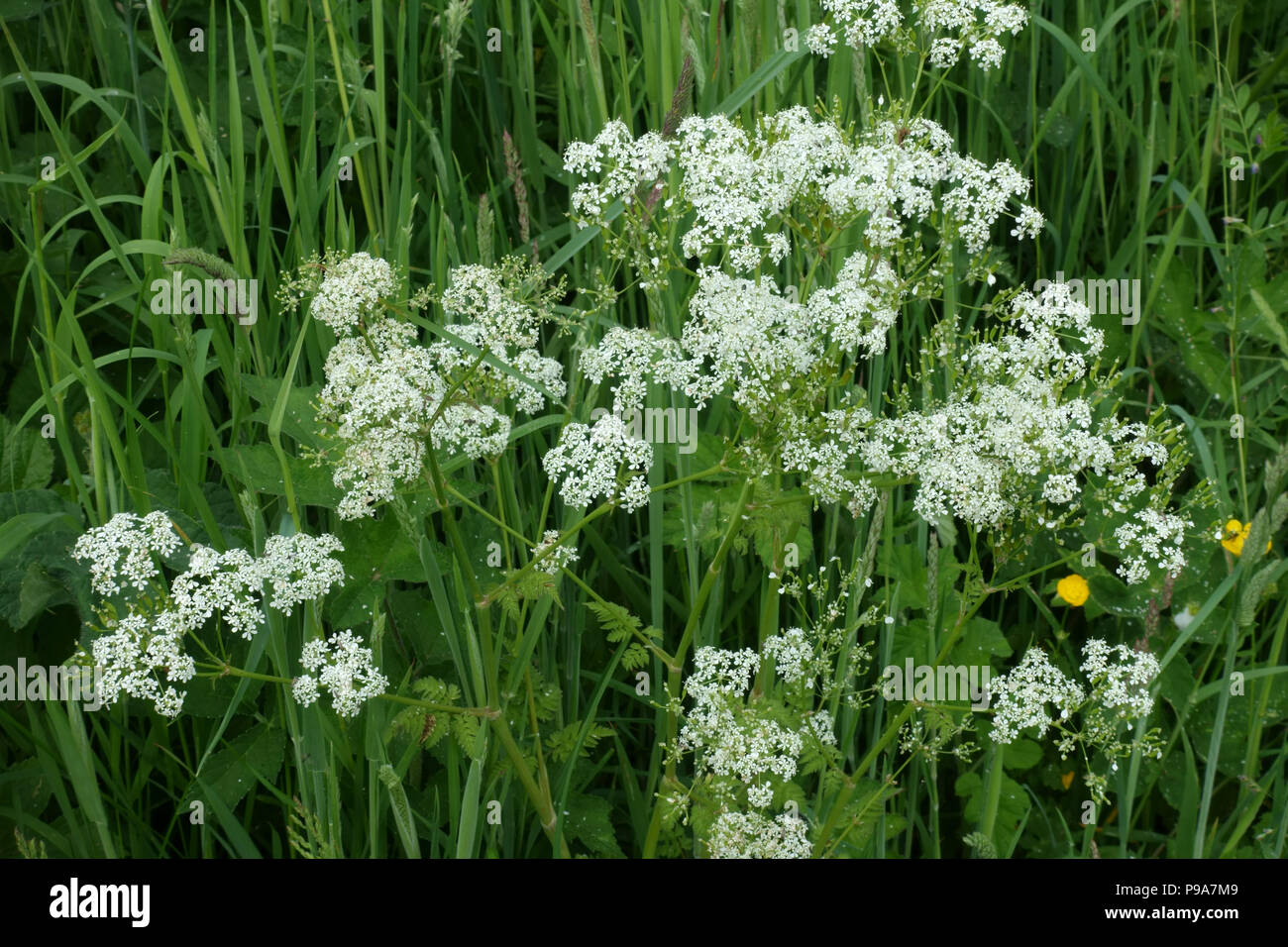 Cow parsley, Anthriscus sylvestris, plants flowering in the roadside