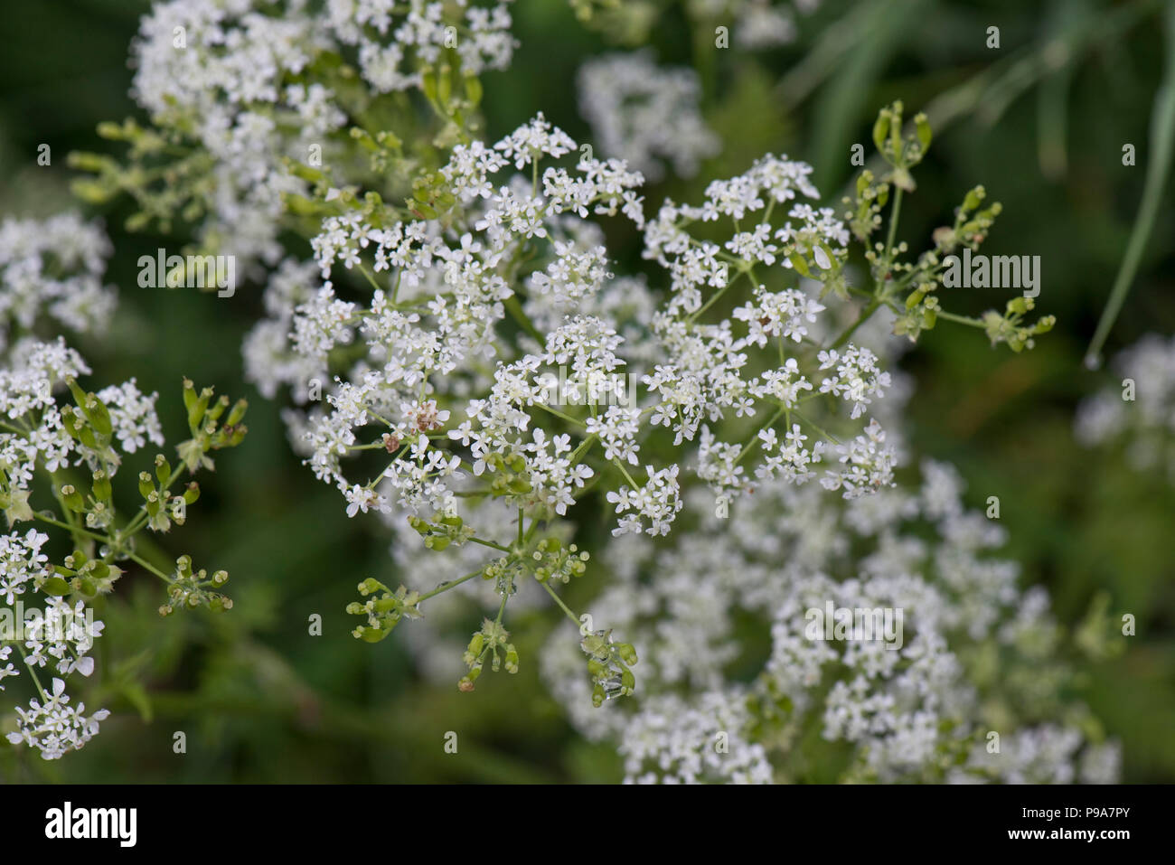 Flowering and seeding umbels of cow parsley, Anthriscus sylvestris, in spring, Berkshire, May Stock Photo