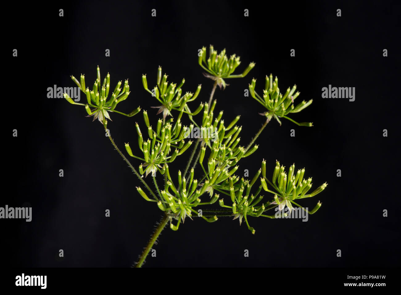 Rough chervil, Chaerophyllim  temulum, hispid seeding, ripening umbel, Berkshire, June Stock Photo