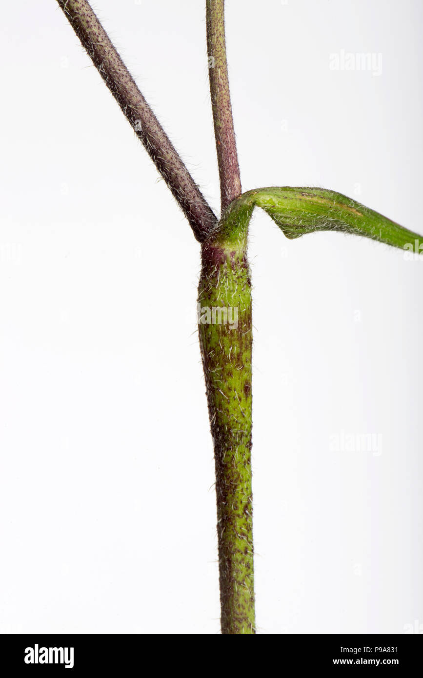 Rough chervil, Chaerophyllim  temulum, hairy rough purple spotted stems, Berkshire, June Stock Photo