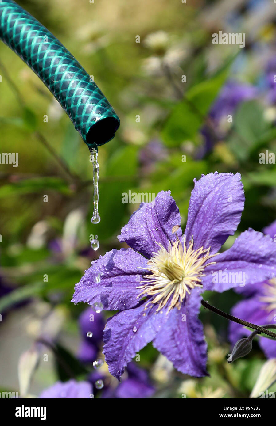 Flowers being watered from a garden hose as millions of people are facing a hosepipe ban, water company United Utilities has announced. Stock Photo