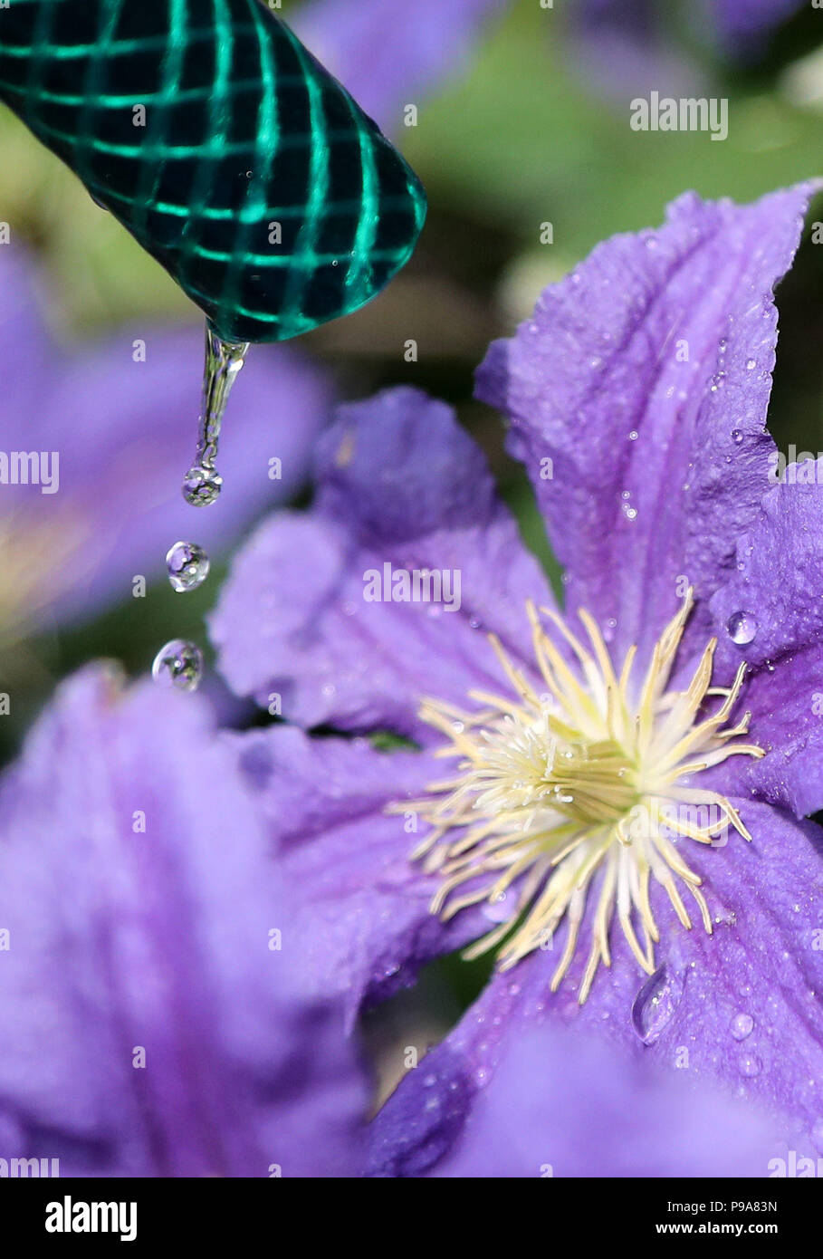 Flowers being watered from a garden hose as millions of people are