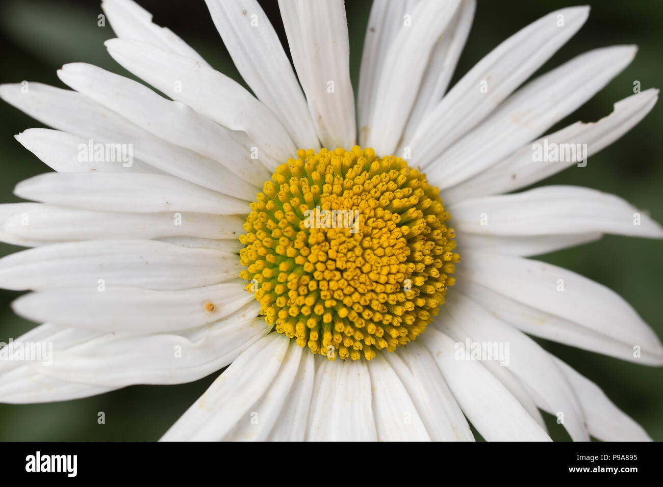 close up of a white daisy in English garden in summer Stock Photo