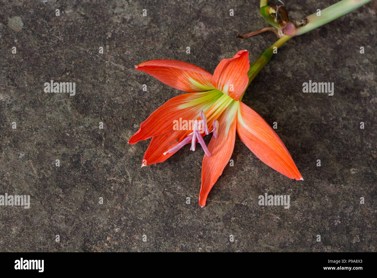 Fallen Orange Lily flower Stock Photo Alamy
