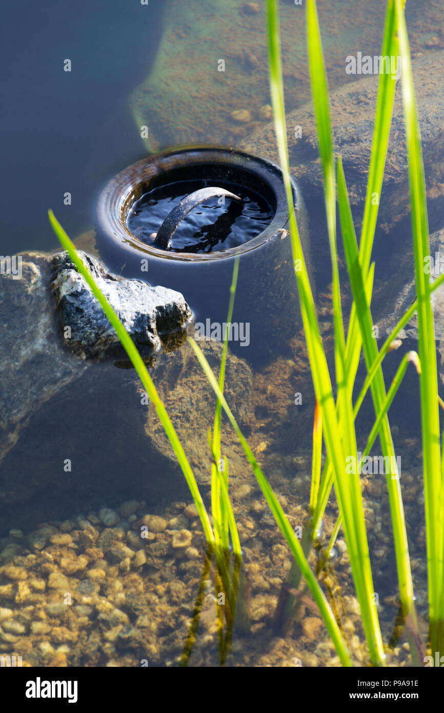 Skimmer filtering water in natural swimming pool, biologicaly filtering