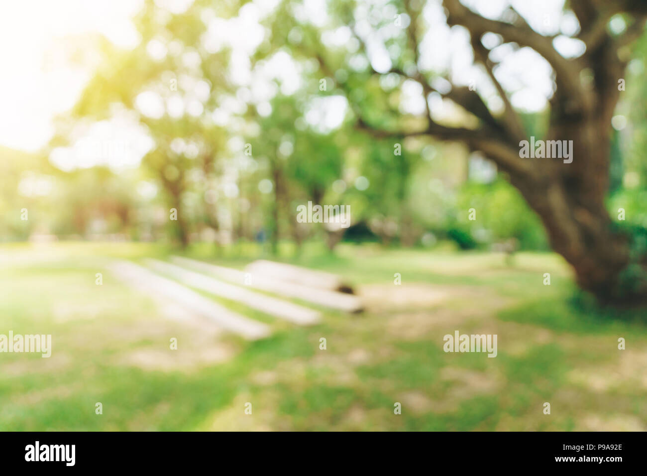 abstract blurred background of trees in garden park in summer day with  sunlight Stock Photo - Alamy