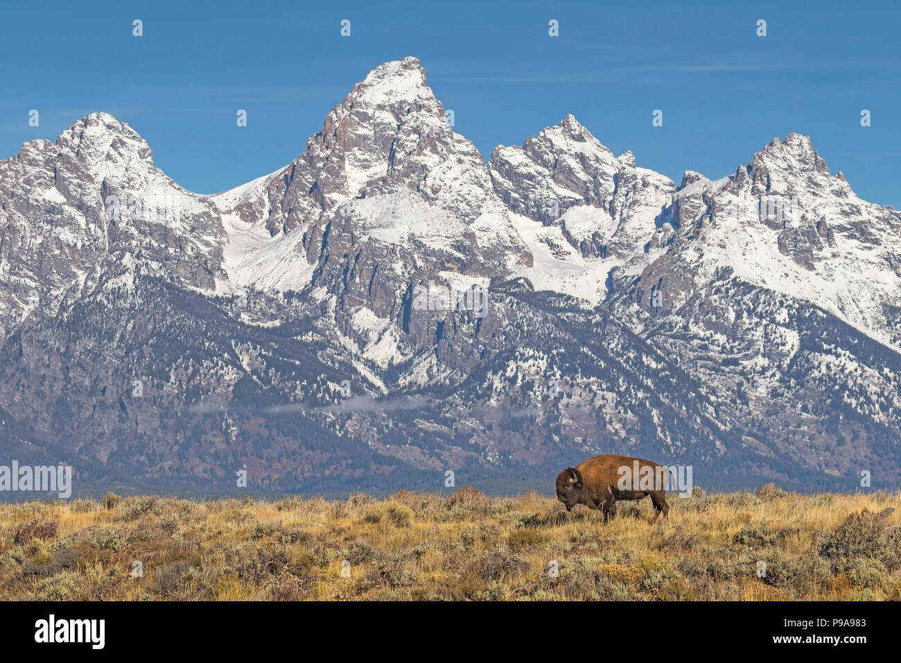 Lone Bison Grazing With Grand Tetons Backdrop Stock Photo