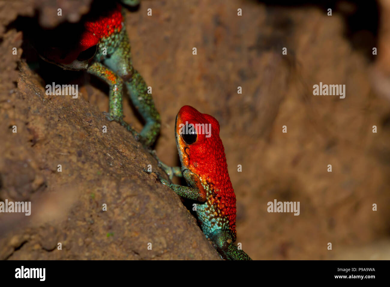 Pair of brightly colored granular poison arrow frogs in Costa Rica Stock Photo