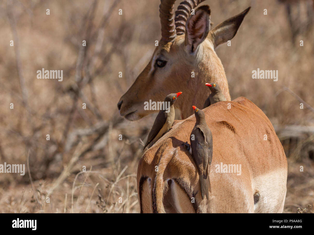 Oxpeckers Sitting on Impala Stock Photo