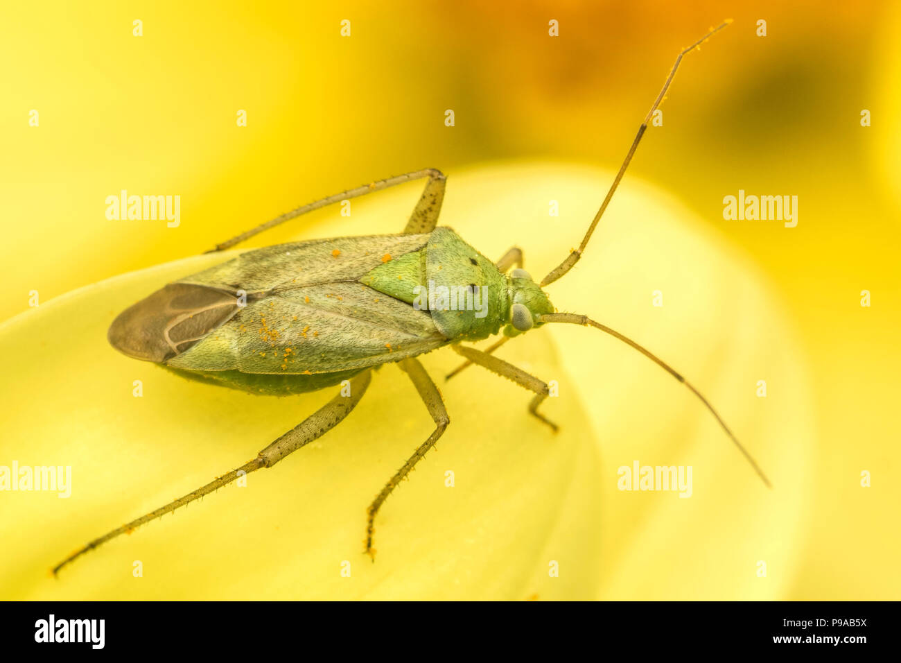 Closterotomus norwegicus mirid bug on flower. Waterford, Ireland Stock Photo