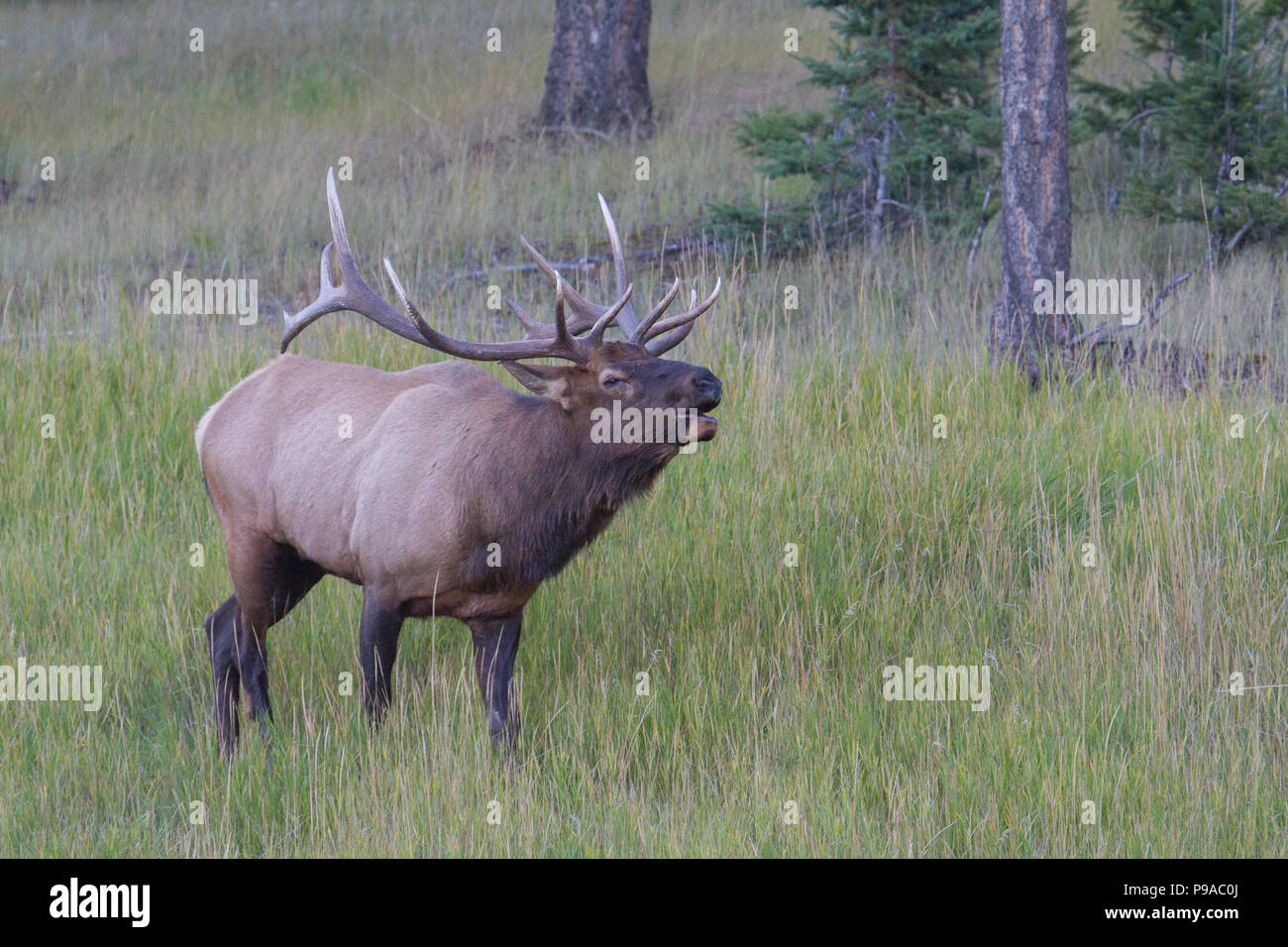A nice bull elk, Cervus canadensis, bugling during the rut. Stock Photo