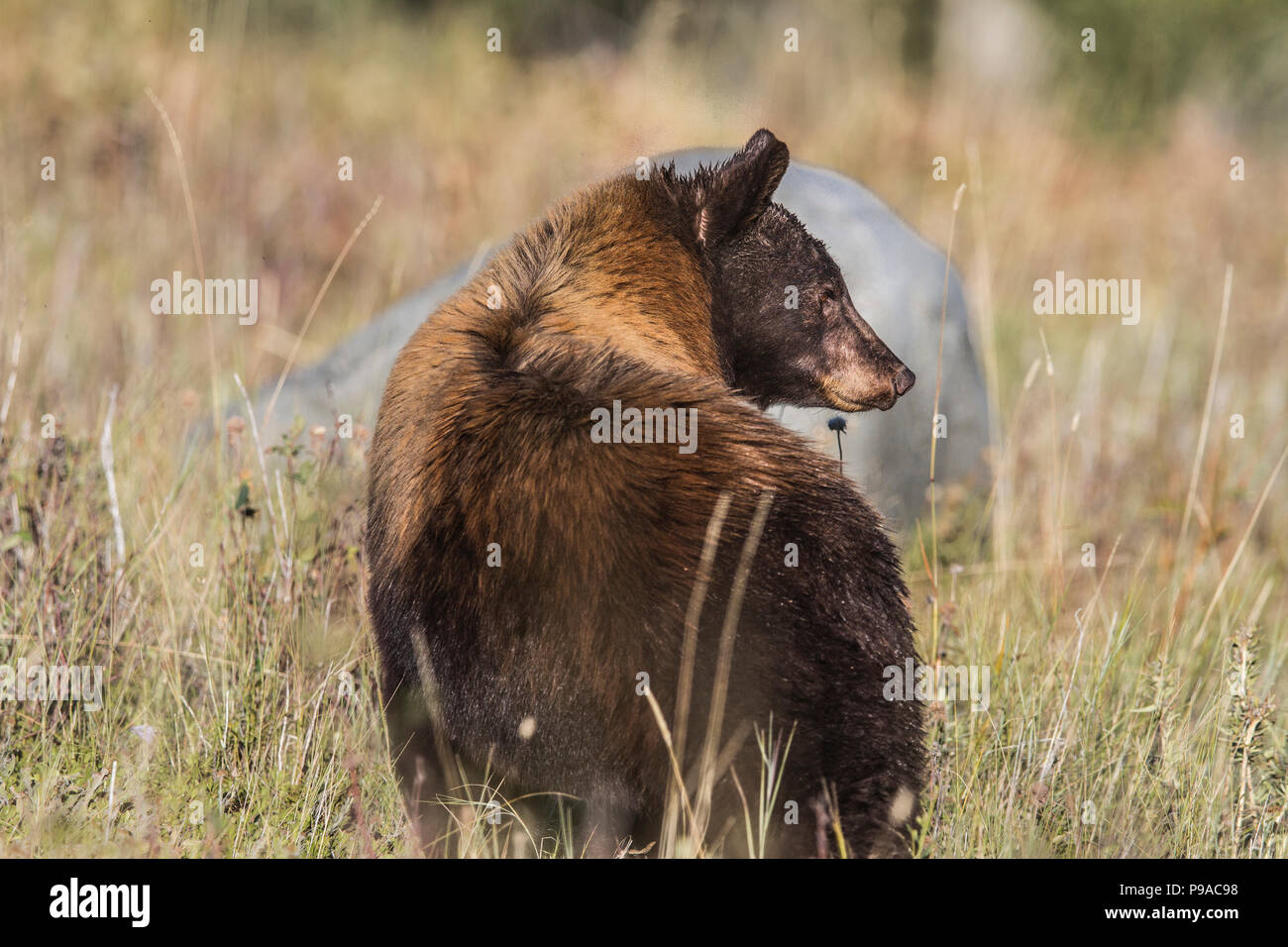 Black Bear (Ursus americanus) Female Black Bear, on look out for danger. Waterton National Park, Albeta, Canada Stock Photo