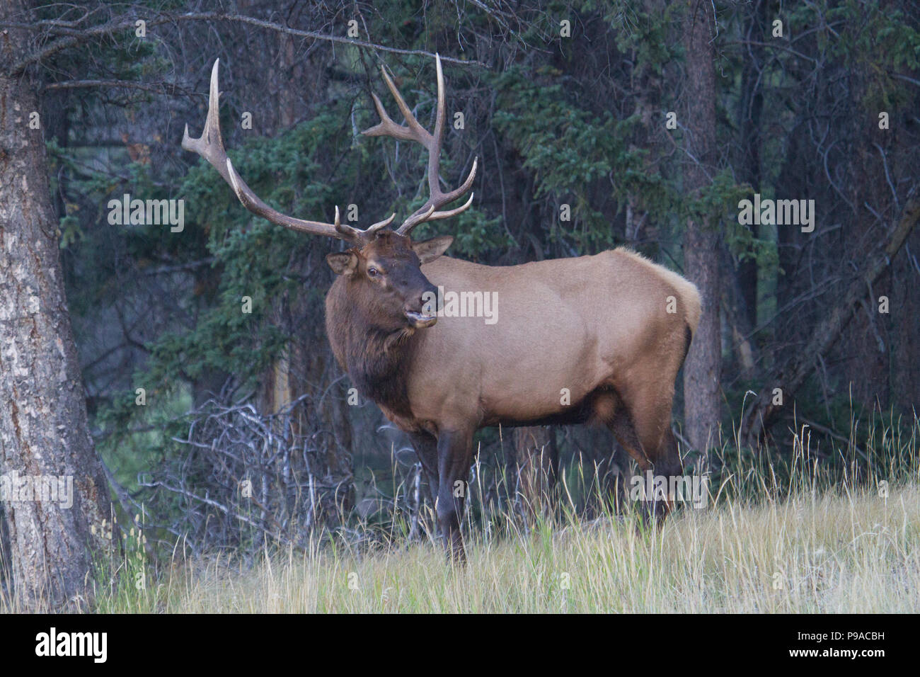 A nice bull elk, Cervus canadensis, during the rut. Stock Photo