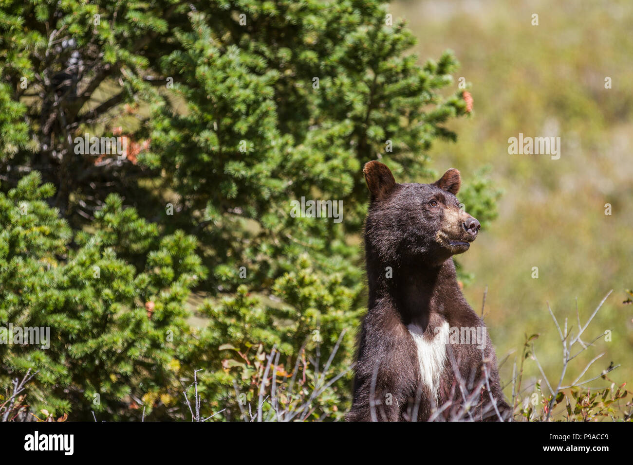 Black Bear (Ursus americanus) Female Black Bear, on look out for danger