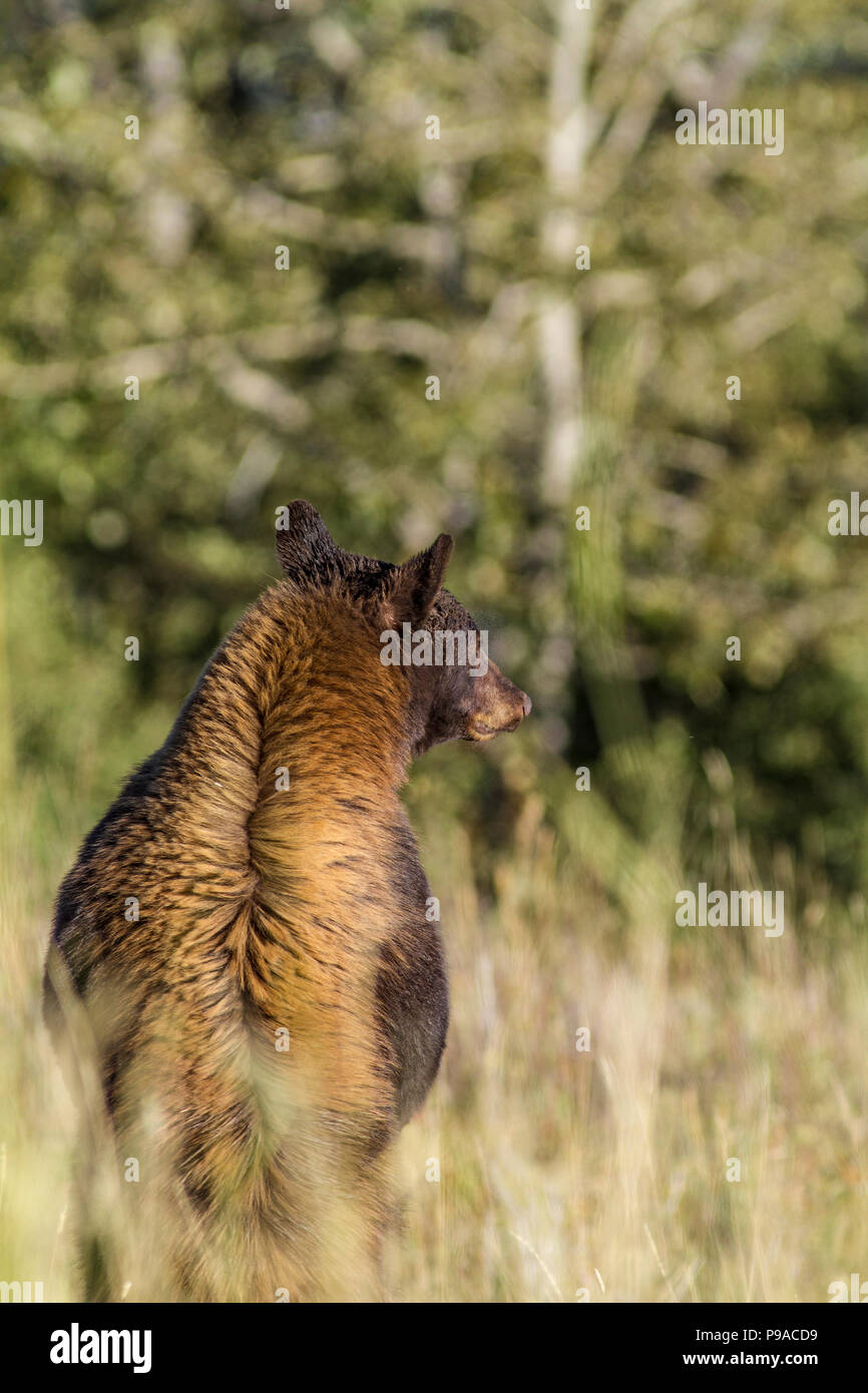 Black Bear (Ursus americanus) Female Black Bear, on look out for danger