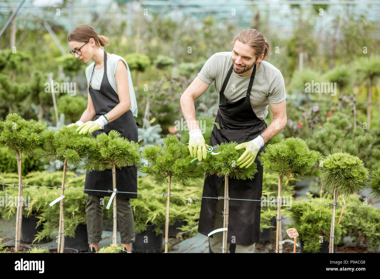 Couple of the workers taking care of decorative trees for sale in the