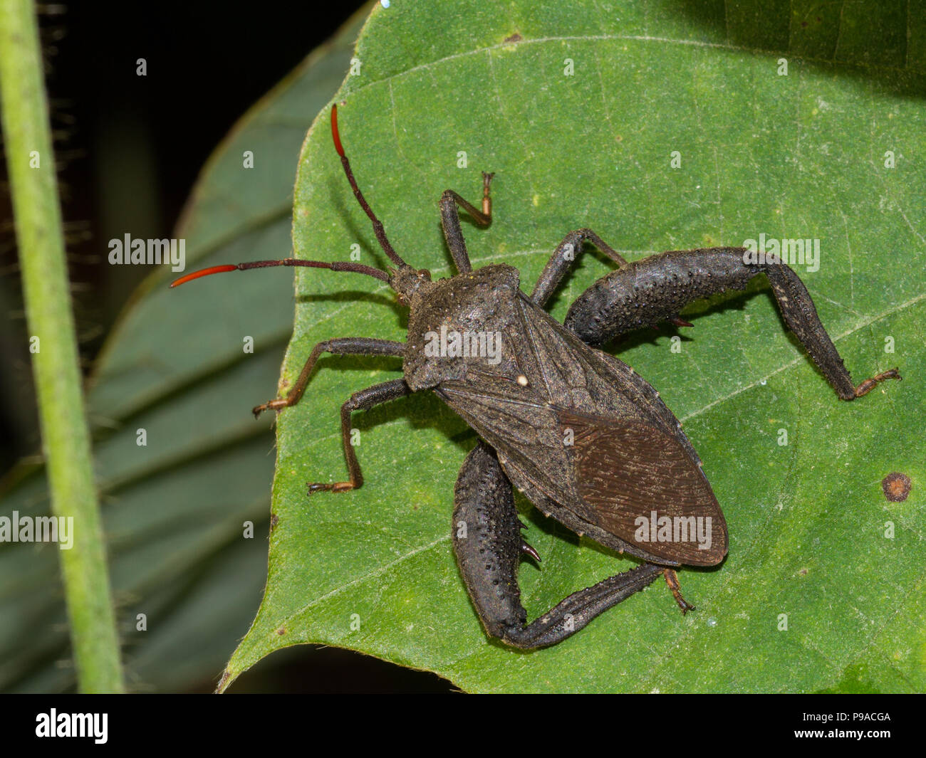 Close-up of a male leaf-footed bug from Limestone Co., AL, USA. Stock Photo