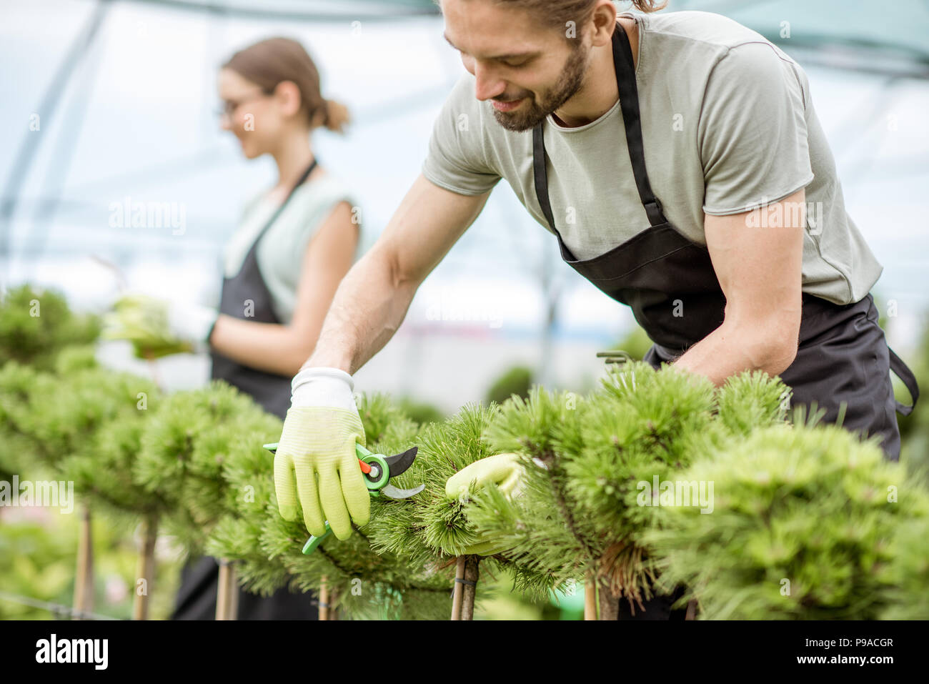 Couple of the workers taking care of decorative trees for sale in the