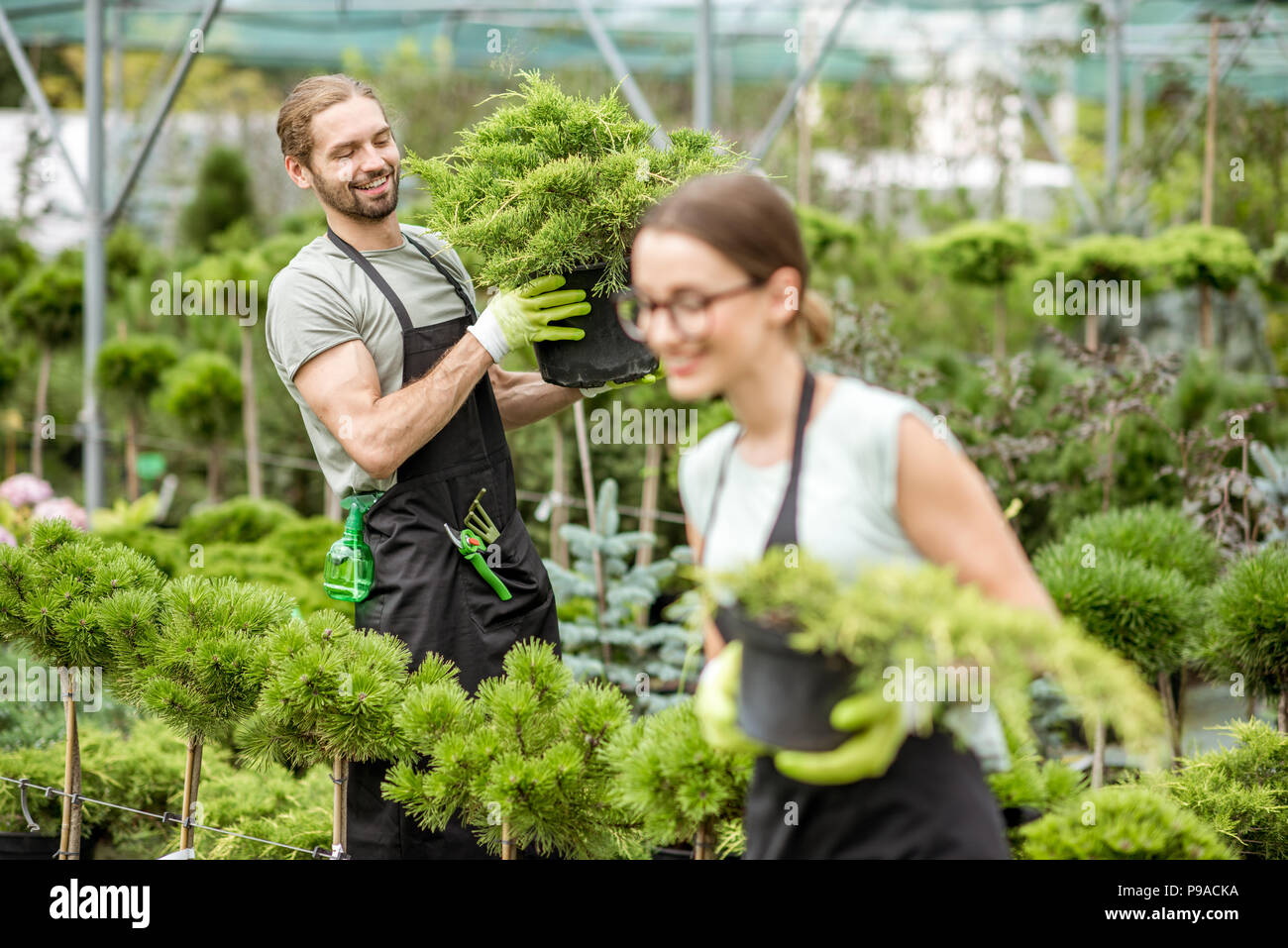 Young couple of workers in uniform working with green plants holding pots with conifer bush in the greenhouse Stock Photo