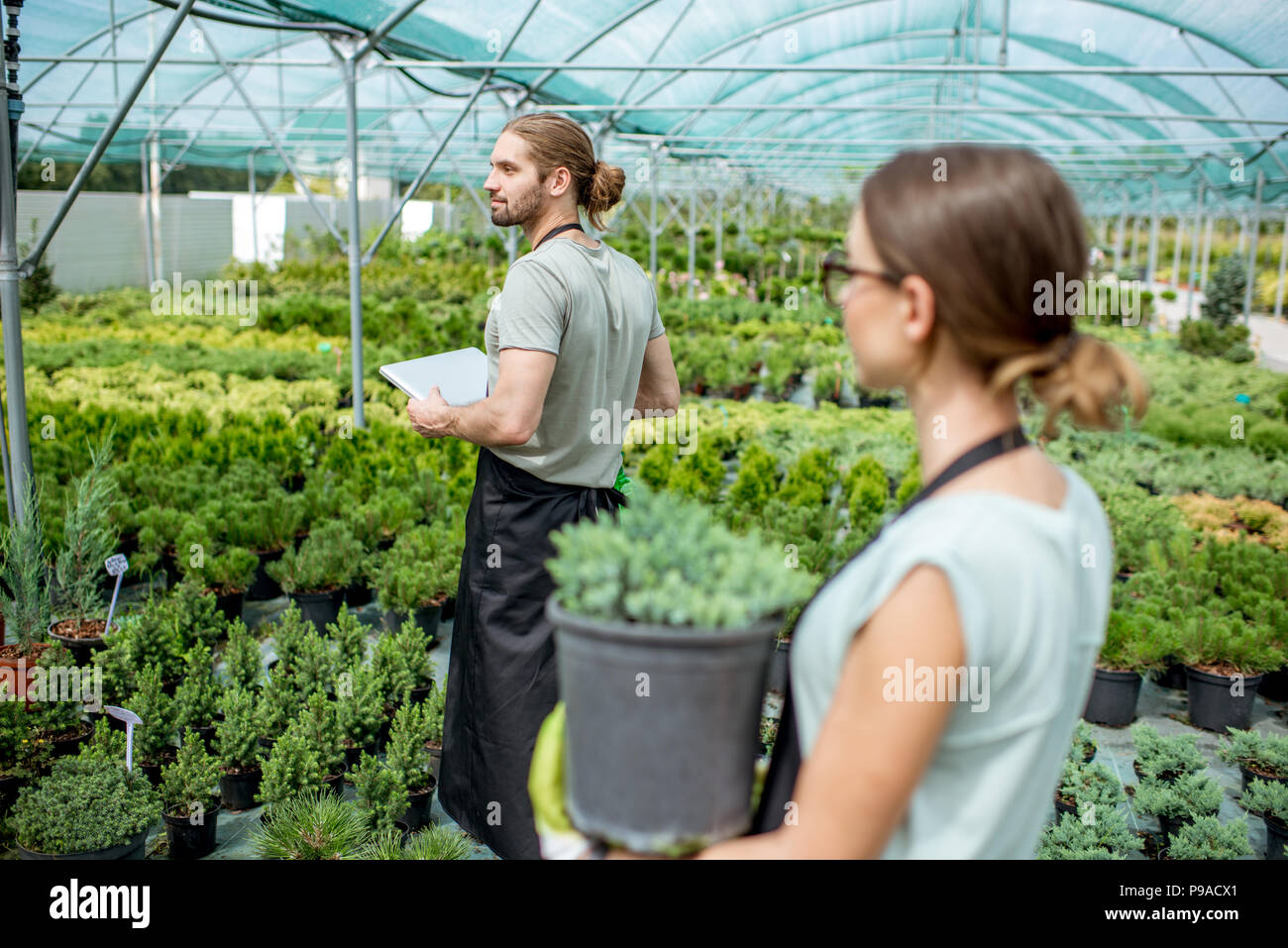 Workers supervising plants in the greenhouse Stock Photo - Alamy